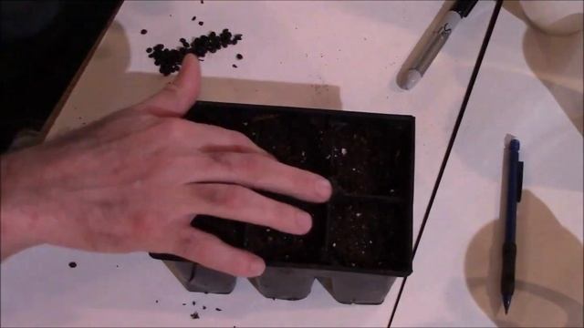 How To Grow Eastern Redbud Tree From Seed