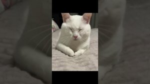 Ну куда без котиков?