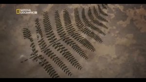 ОТКУДА ОН ВЗЯЛСЯ? уголь- древнее топливо.