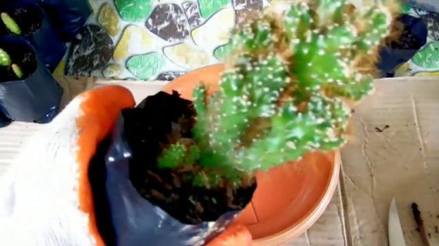 Monstrose Apple Cactus (Cereus Peruvianus) Propagation ? смотреть онлайн