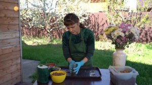 «Зеленее будет». Как размножить хризантему из букета