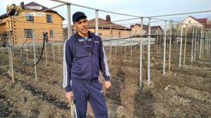 Когда открывать виноград?