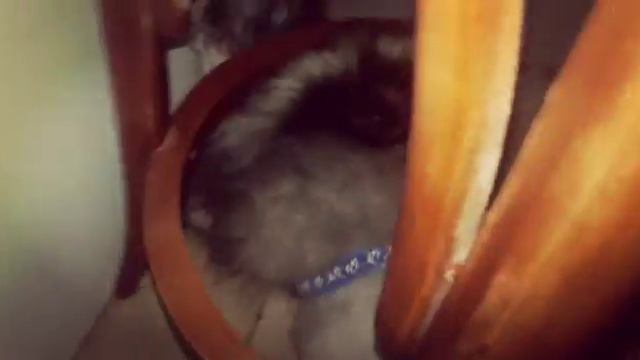 Кеесхунд и Мейнкун смотреть онлайн