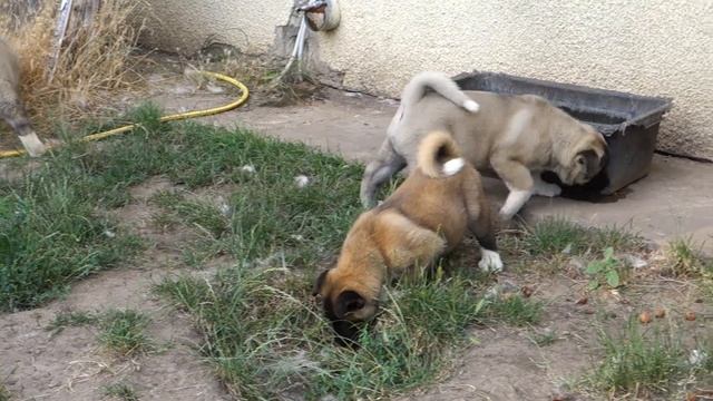 ОЧАРОВАШКИ! Американская Акита. Щенки 2 месяца.American Akita. Puppies 2 month.Odessa. смотреть онлайн