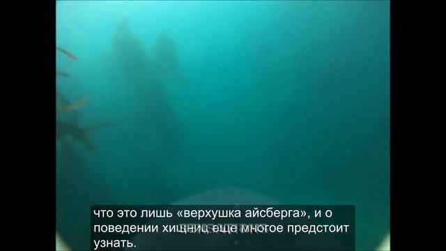 Охота большой белой акулы снятая на прикреплённую камеру смотреть онлайн