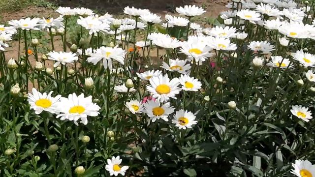 Ромашка (Matricaria) садова. 24. 06. 2023 р. смотреть онлайн