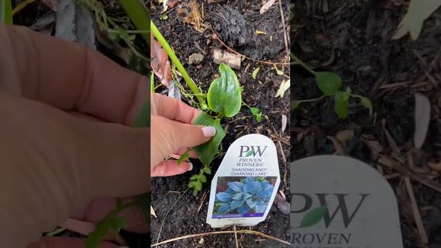 28 сентября 2022 г. ХОСТА DIAMOND LAKE (ДАЙМОН ЛЕЙК)Сад хост в Бийске. Biysksadhost смотреть онлайн