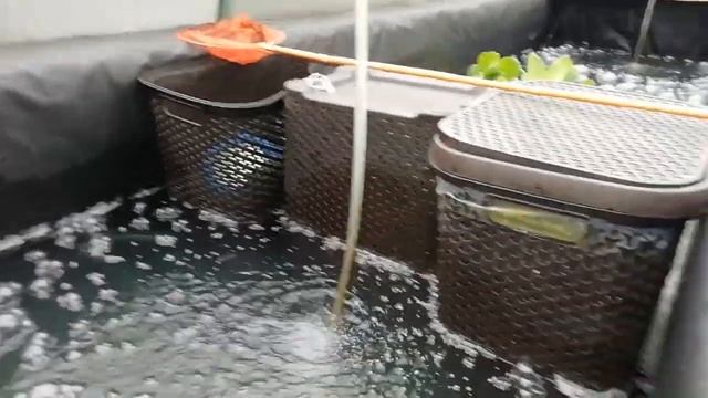 Нерест карпов кои в одном водоёме два гнезда. смотреть онлайн
