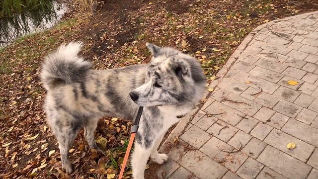 Лебединое озеро смотреть онлайн