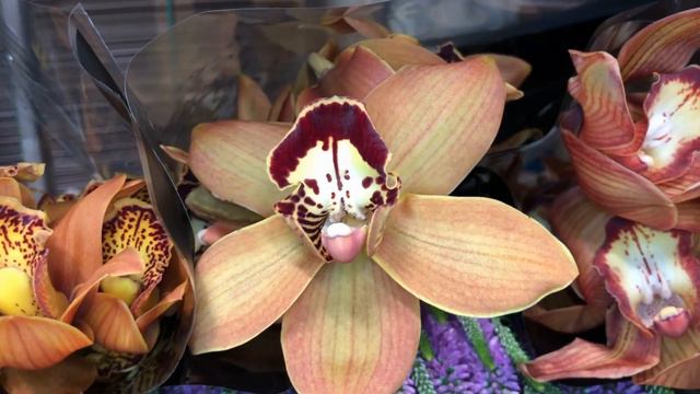Mayesh Minute: Dutch Direct Flowers October 26 смотреть онлайн