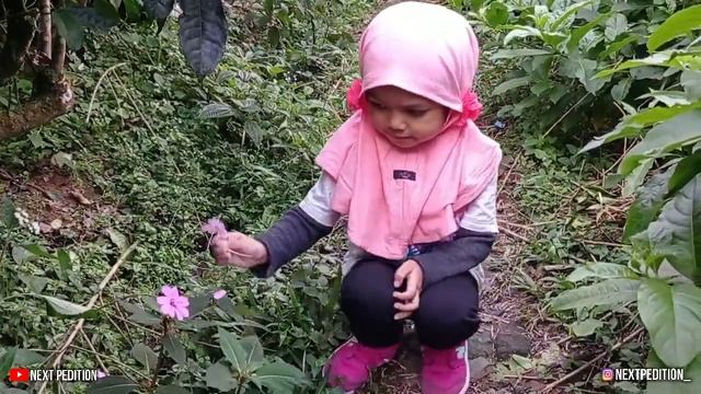 CAMPERVAN KE KEBUN TEH WONOSOBO, VIBESNYA ASIK BANGET!! | OVERLAND | XTRAIL смотреть онлайн