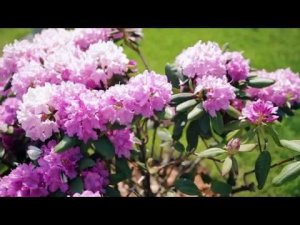 Ландшафтный дизайн | Рододендроны в Сибири | Garden Boom