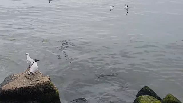 Набережная Каспийского моря смотреть онлайн