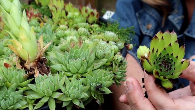 Propagating Do's and Don'ts for Succulents and Sempervivum смотреть онлайн