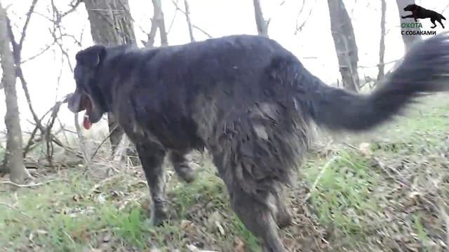 ОХОТА НА ЗАЙЦА С ХОРТЫМИ И СУПЕР ЛАЙКОЙ , ПОЙМАЛИ ОГРОМНОГО ЗАЙЦА .ДЕНЬ УДАЛСЯ 2021г смотреть онлайн