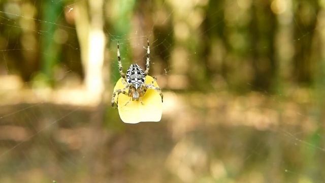 ПРЕКРАСНАЯ КЛАССИЧЕСКАЯ МУЗЫКА_ОЧАРОВАТЕЛЬНАЯ ОСЕНЬ. МУЗЫКА ДЛЯ ДУШИ