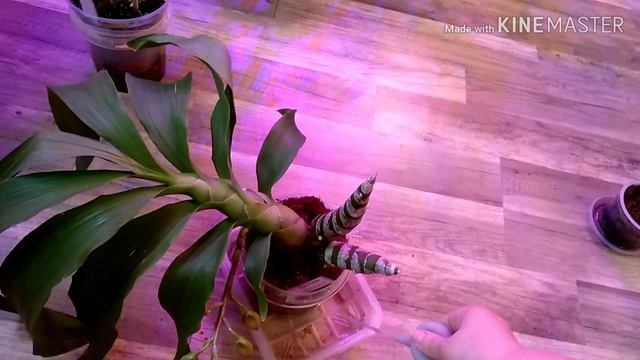 Мои цикнодес ( морковки) полив.