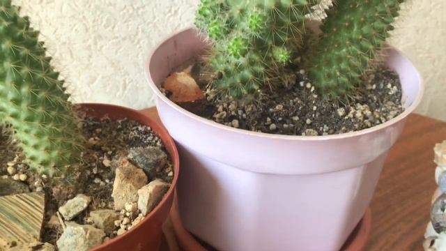 547. Кактус Маммилярия. Хочу увидеть цветение. смотреть онлайн