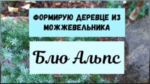 Формирую деревце из можжевельника Блю Альпс.