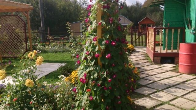 однолетний вьюн Ипомея на шпалере смотреть онлайн