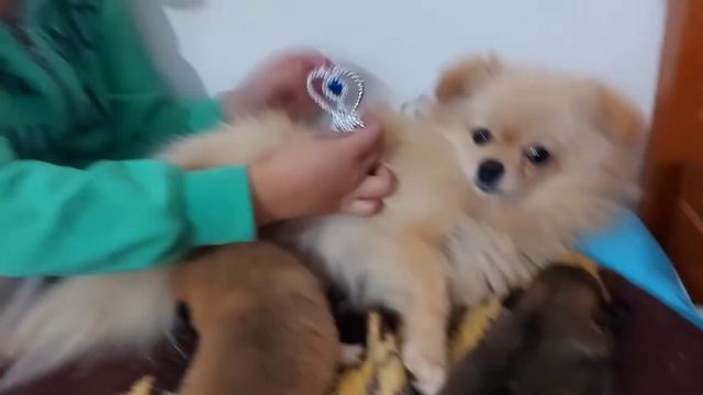 У Карамеллы тихий час! смотреть онлайн