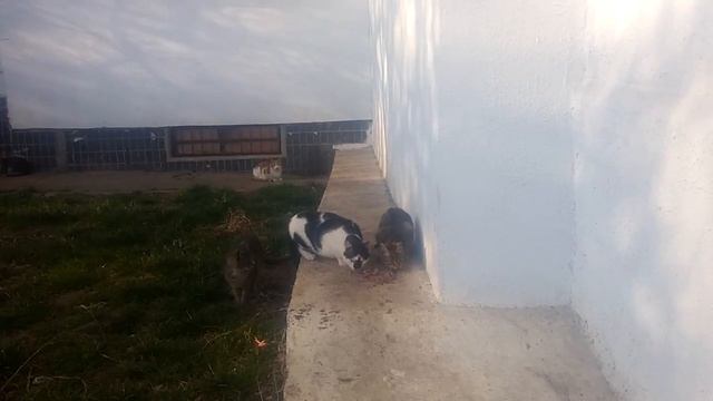 Кошки кушают кишки смотреть онлайн