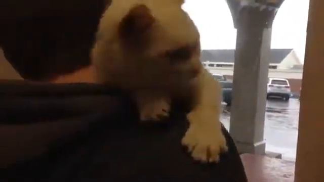 Пришли в приют выбирать кота смотреть онлайн
