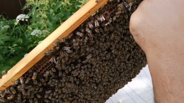 Расширение на два корпуса вощиной. смотреть онлайн