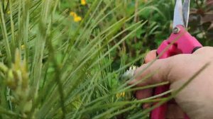 02.06.22 Прищипка кедра формируем крону