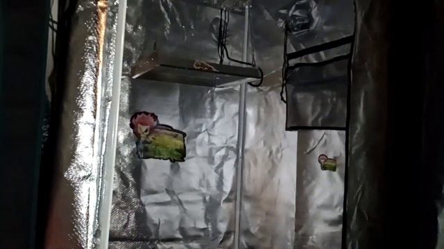 MARS HYDRO TSW 2000 LED GROW LIGHT UNBOXING & SET-UP смотреть онлайн