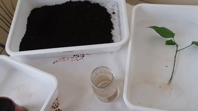 Как укоренить гибискус смотреть онлайн