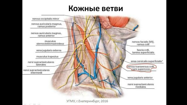 Шейное сплетение: формирование, ветви, области иннервации