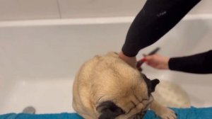 Уход за шерстью мопса?Как и чем вычесывать мопса??