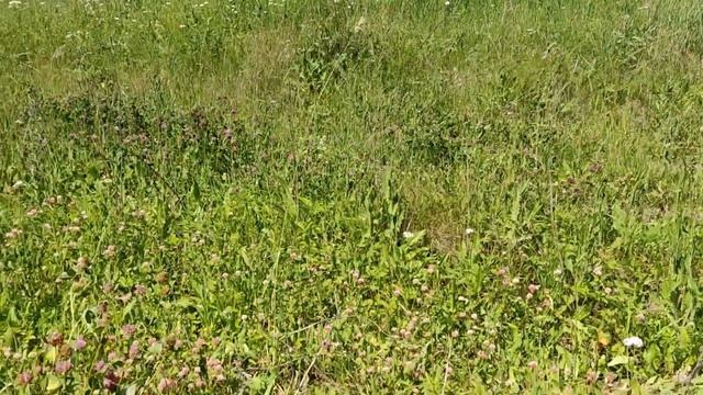 Отдых на природе (ромашки), ягода земляничка 2021 года, открытие сезона смотреть онлайн