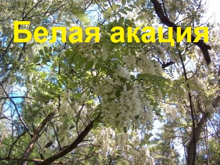 Будет ли мёд Белой акации_Проехали,увидели-надежда умирает последней(( смотреть онлайн