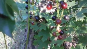 Церападус от цветов до ягод