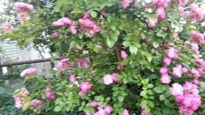 Плетистые  розы Рамблеры: The Albrighton Rambler, Paul Noel, Blush Rambler.