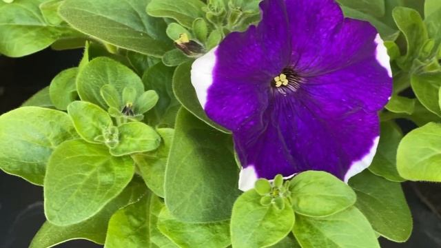 Вынесла цветы ?на улицу , готовлю для композиций в кашпо ! Выдающаяся Малина- Сиреневый Туман! смотреть онлайн