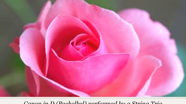 Wedding Processional Music: Canon in D by Pachelbel - Violin, Cello, & Piano смотреть онлайн