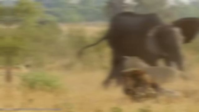15 Times Animals Messed With The Wrong Elephant смотреть онлайн