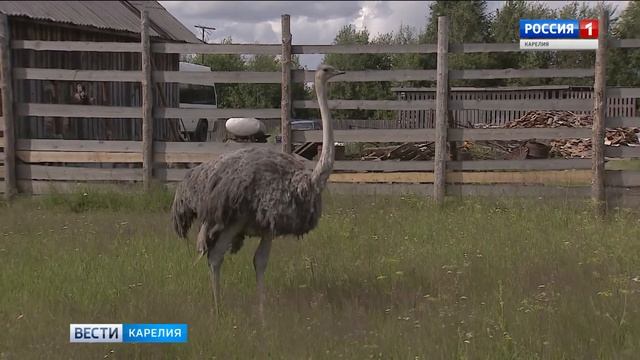 Разведение страусов в Карелии: причуда или бизнес? смотреть онлайн