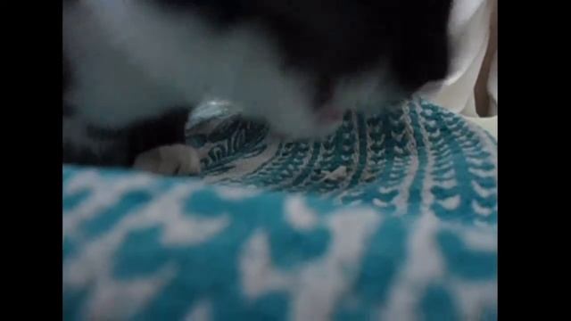 Кормим Котов (КК1) смотреть онлайн