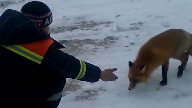 лиса смотреть онлайн