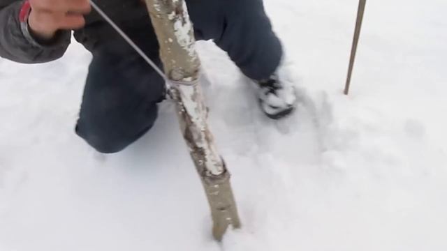 В ГОСТЯХ У ПОДПИСЧИКА. Результаты обрезки. Саженцы плодовых. смотреть онлайн