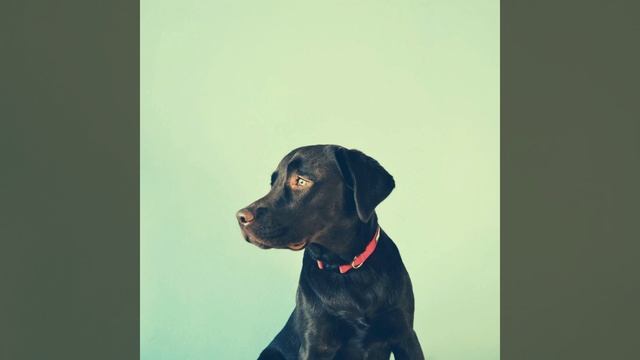 Groovy Jazz Saxophone - Vibe for Sleeping Pups смотреть онлайн