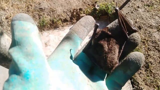 Упала летучая мышь | Какую опасность представляют летучие мыши?