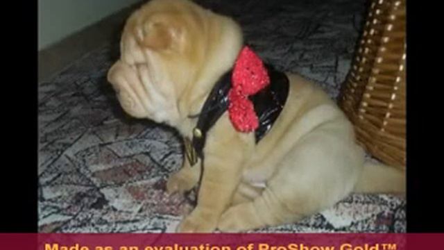 Forum shar pei смотреть онлайн