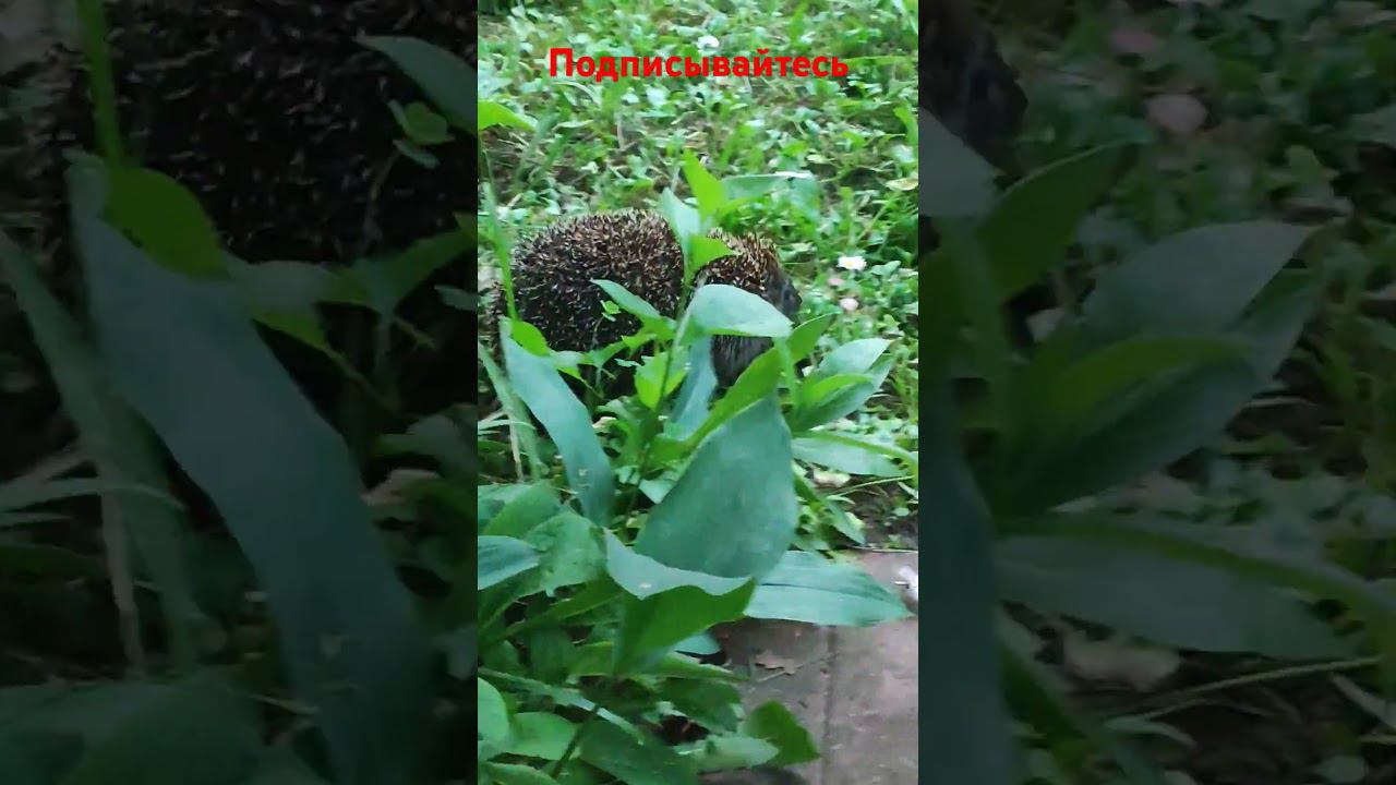 Ëжик в зелëной травке! смотреть онлайн