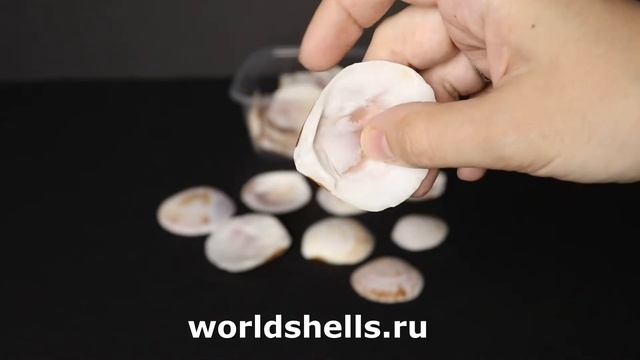 Ракушки Цирце скрипта, (Circe scripta) 250 мл. смотреть онлайн