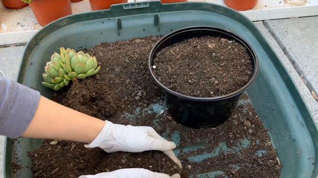 #195 REPOTTING & PROPAGATING ECHEVERIA AGAVOIDES | Nhân giống và chuyển chậu sen đá смотреть онлайн